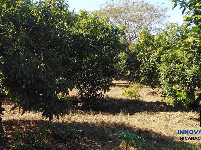 #5 - Finca Agrícola para Venta en Chinandega - Chinandega