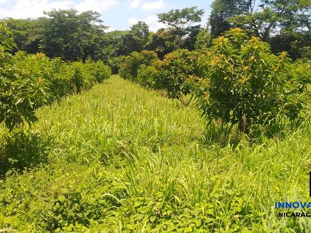 #14 - Finca Agrícola para Venta en Chinandega - Chinandega - 1