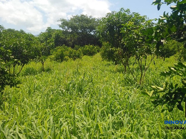 #14 - Finca Agrícola para Venta en Chinandega - Chinandega - 2