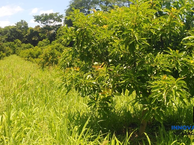 #14 - Finca Agrícola para Venta en Chinandega - Chinandega - 3