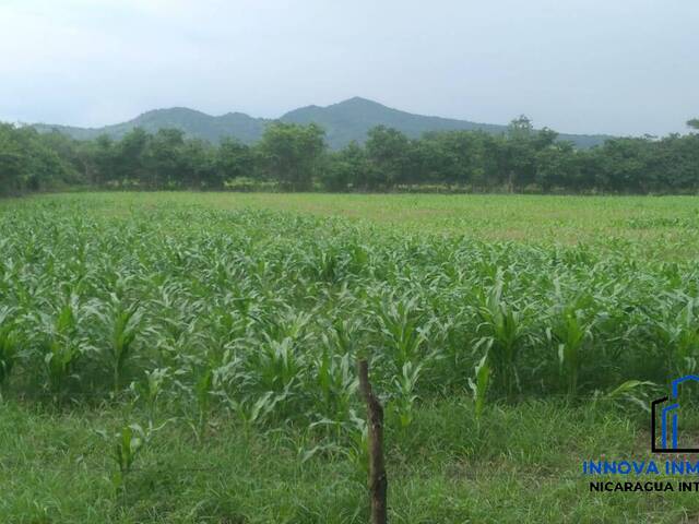 #22 - Finca Agrícola y Ganadera para Venta en León - León