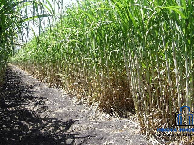 #29 - Finca Agrícola para Venta en Chinandega - Chinandega - 2