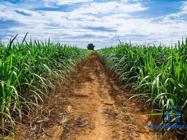 #30 - Finca Agrícola para Venta en Chinandega - Chinandega - 2