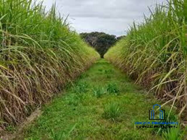 #30 - Finca Agrícola para Venta en Chinandega - Chinandega - 1