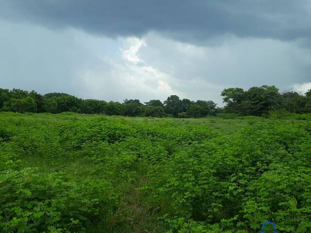 #48 - Finca Agrícola y Ganadera para Venta en La Paz Centro - León - 3