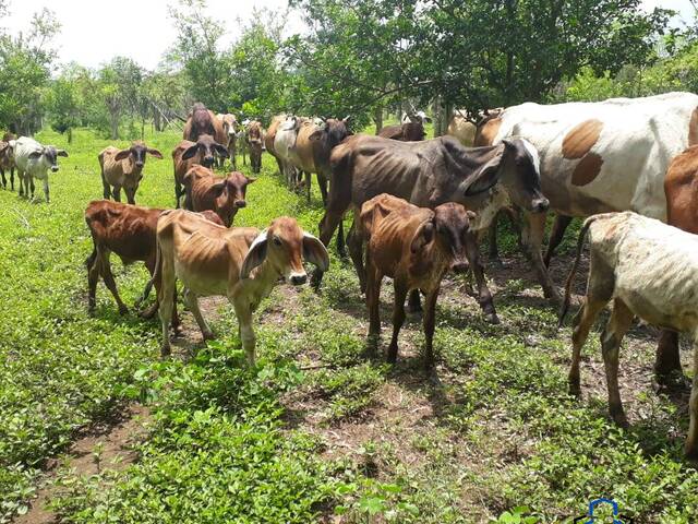 #47 - Finca Ganadera para Venta en La Paz Centro - León