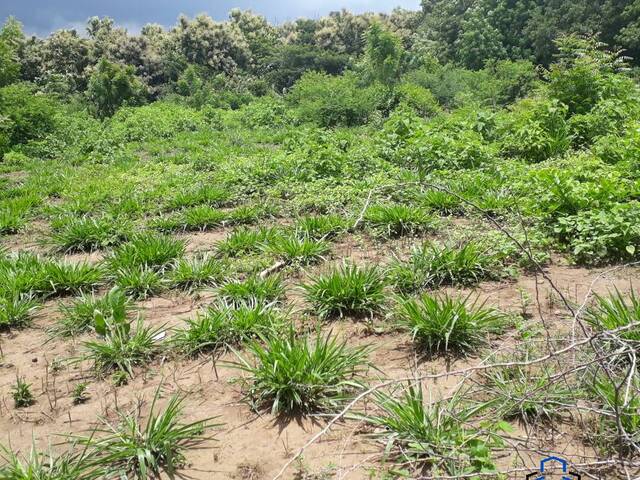 #47 - Finca Ganadera para Venta en La Paz Centro - León - 2