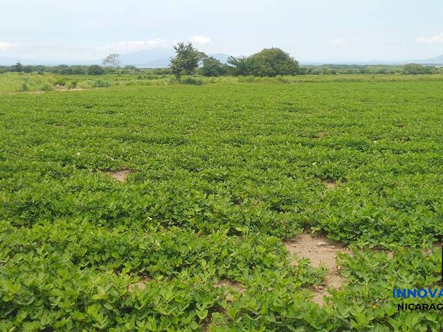 #51 - Finca Agrícola y Ganadera para Venta en León - León